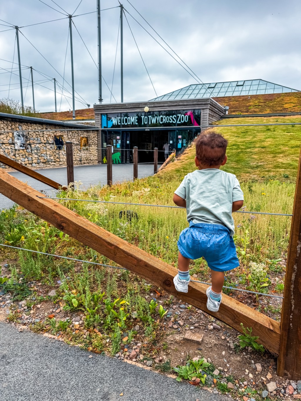 Turtles, Tigers and Negotiations: Our Day at Twycross Zoo (Leicestershire&nbsp;Style)