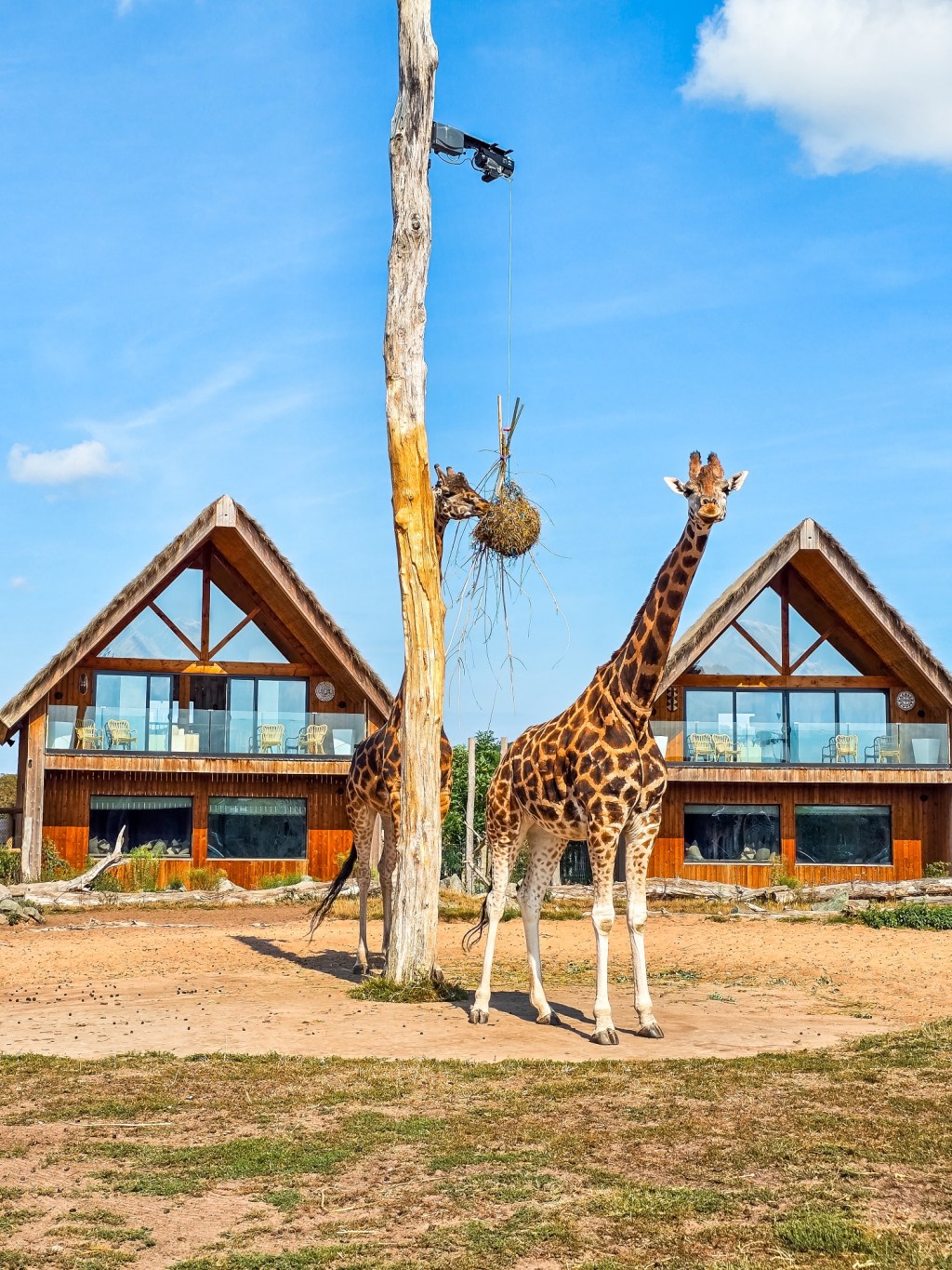 From Pride Rock to Theme Park Fun: West Midlands Safari Park with&nbsp;Kids